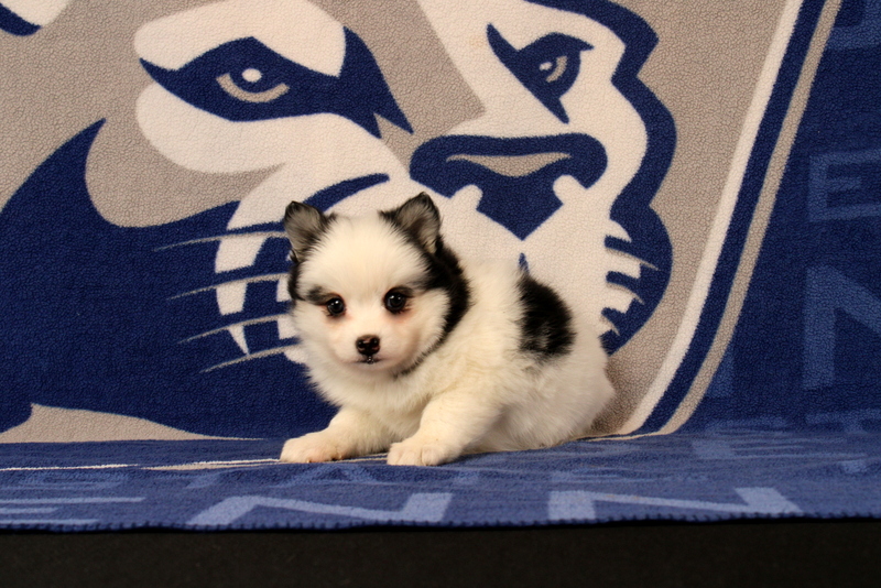 puppy, for, sale, Pomsky, Matthew B. Stoltzfus, dog, breeder, Gap, PA, dog-breeder, puppy-for-sale, forsale, nearby, find, puppyfind, locator, puppylocator, aca